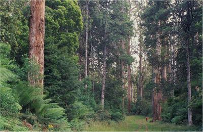 Critical Ecological Roles, Structural Attributes and Conservation of Old Growth Forest: Lessons From a Case Study of Australian Mountain Ash Forests